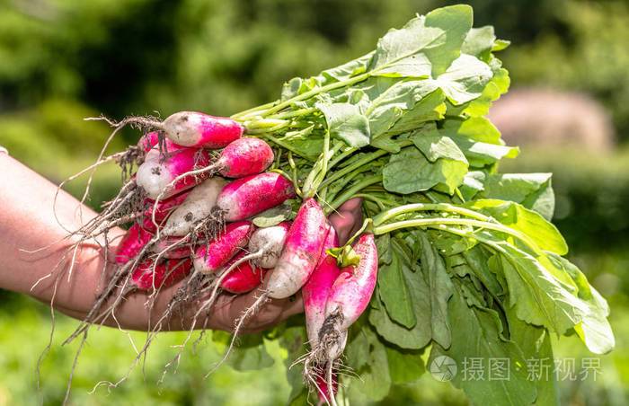 种植有机蔬菜农产品新鲜在手中