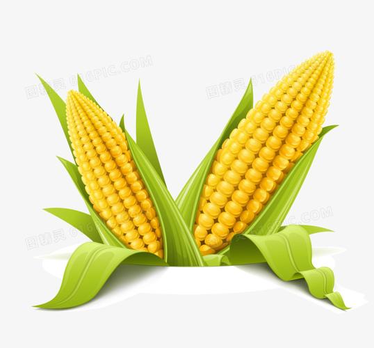 高清仿真农产品蔬菜矢量素材玉米